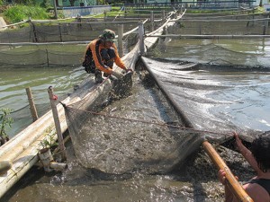 Peneliti IPB: Kayu Manis Tingkatkan Kualitas Daging Ikan Air Tawar