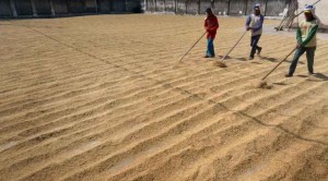 Bulog Serap Gabah Petani 2,1 Juta Ton, Setara Beras