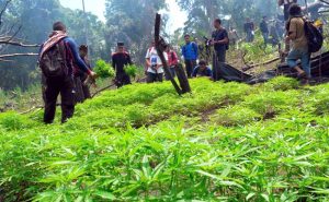 Berantas Ganja Aceh dengan Pertanian