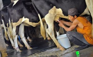 Kementan Tak Rencana Impor 1,8 Juta Ton Susu Dari Vietnam Untuk Program Makan Gratis