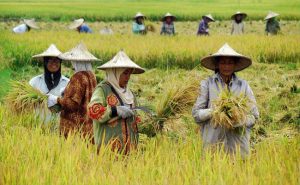 Strategi Penyediaan Benih Padi Komersial Versus Non Komersial