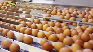Redam Kenaikan Harga Telur, Kementan Gelar Operasi Pasar