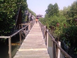  Wisata Mangrove Muara Angke: Ekowisata dan Edukasi