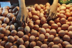 Kenaikan Harga Telur Dipicu Tingginya Harga Pakan Ayam