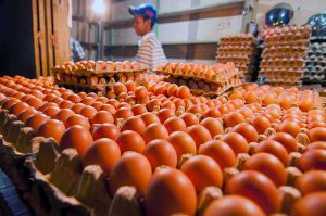 Operasi Pasar Tidak Efektif Menurunkan Harga Telur