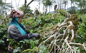 Filosofi Kopi Koperasi Arisarina