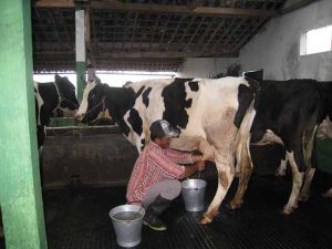 Permentan Nomor 30/2018 Ancam Kelangsungan Peternak Sapi Perah