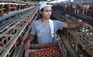Pedagang ‘Bermain’ di Harga Telur?