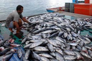MenKopUKM Jajaki Kerja Sama Pengolahan Hasil Perikanan dengan Jepang