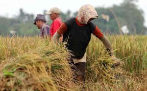 Akhir 2018, BPS Prediksi Produksi Padi Capai 56,42 Juta Ton