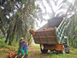 INDEF: Pertumbuhan Ekonomi Indonesia di Atas Ekspetasi, Kualitas Rendah