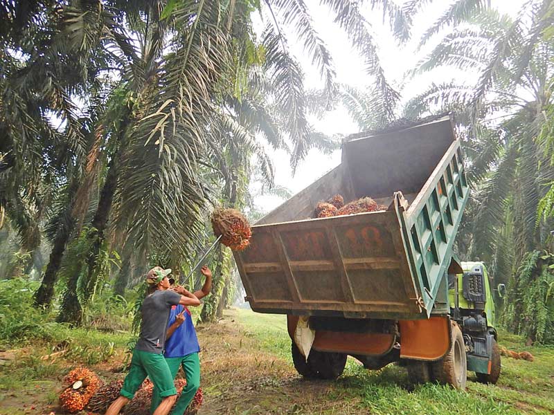 Dari 3,4 juta Ha Lahan Sawit di Kalbar hanya 1,9 Juta Ha bersertifikat HGU