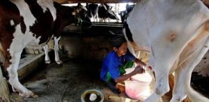 Kemenkop Rancang Skema Kemitraan untuk Wirausaha Susu Sapi