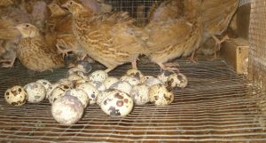 Burung Puyuh, Primadona Baru Agribisnis
