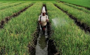 Agroekologi, Solusi Pertanian Masa Depan