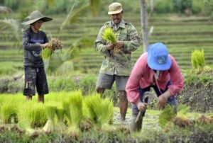 IFAD Dukung Pendanaan Wirausaha Pertanian di Indonesia