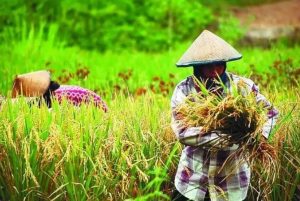 Nilai Tukar Petani Desember 2018 Naik Tipis