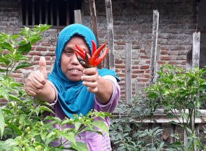 Blukbuk Luwung Menuju Kampung Cabai (2)