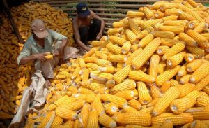 Kementan: Pemerintah tidak Impor Jagung untuk Pakan Ternak pada 2025
