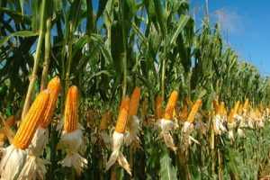 Bulog Sebut Impor Jagung Tidak Wajib Dijalankan