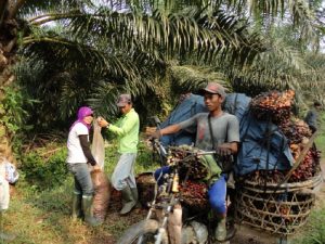 Pemerintah Indonesia Akan Selaraskan Industri Sawit dengan Lingkungan