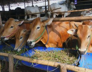 Peneliti Minta Pemerintah Potong Mata Rantai Distrubusi Daging Sapi lokal