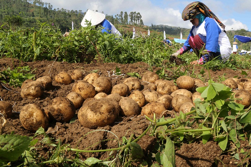 Peluang Karir Di Sektor Pertanian Garut