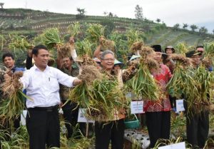 Kementan Apresiasi Panen Bawang Putih di Temanggung