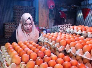Kementan Sebut Produksi Telur Surplus, Ingatkan Koordinasi Antar Pemangku Kepentingan