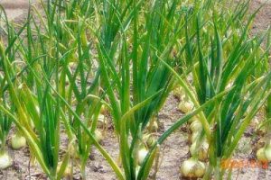 Kolaborasi Pinbas MUI-Perhutani Jatim Tanam Bawang Putih