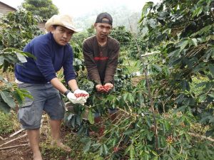 Kopi Sembekandua, Inovasi Anak Desa dari Deli Serdang