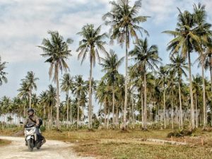 Kadin Minta Pemerintah Remajakan Kebun Kelapa
