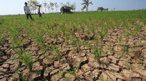 Lahan Gagal Panen di Pulau Jawa Capai 9.940 Hektare