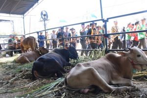 Upsus Siwab  Melewati Target,  Jabar Siap Pasok Sapi ke Daerah Lain