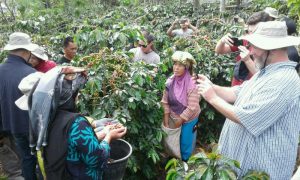 Kemendag Rilis Kopi Gayo Tembus Pasar Kanada dan Amerika Serikat