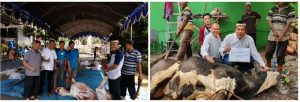 Kopsyah dan Kopmen BMI Berkurban 14 Ekor Sapi dan 89 Ekor Domba