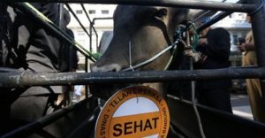 Jumlah Hewan Kurban di Kota Bandung Melonjak Tajam 76, 71%