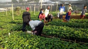 Koperasi Produsen Kopi Margamulya, Gebrakan Petani Kopi di Kaki Gunung Tilu