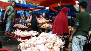 Biaya Produksi Ayam Lokal Mahal?