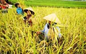 Inilah 10 Sentra Produksi Beras Nasional