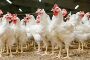 Kementan Ungkap 23 Perusahaan Swasta Dukung Penyerapan Ayam Peternak