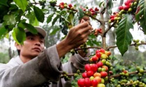 CIPS Ungkap Produksi Kakao dan Kopi  Menurun