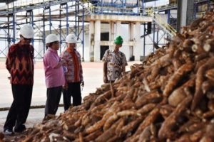 Babel Libatkan Petani Lokal dalam Pengembangan Agroindustri Tapioka