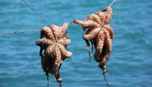 Menteri KKP Lepas Ekspor 15 Ton Gurita ke Jepang