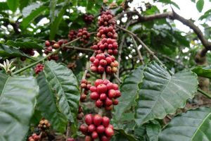 Petani Minta Jokowi Rem Impor Kopi