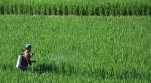 Perluasan Lahan Bukan Satu-satunya Cara Meningkatkan Produktivitas Pangan