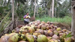 Pelaku Industri Pengolahan Kelapa Desak Pemerintah Jamin Keberlanjutan  Bahan Baku