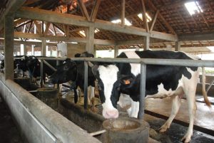 Produksi Susu Lokal Hanya Mampu Penuhi 20 Persen Kebutuhan Nasional