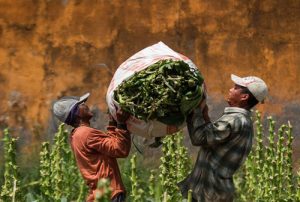 Industri Rokok Tersengat dan Geram