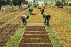 Kenaikan Cukai Tambah Beban Petani Tembakau